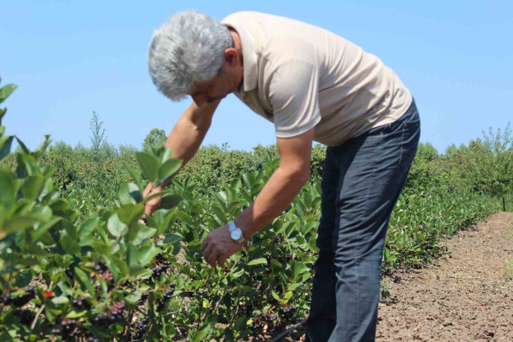 SAMSUN'UN ÇARŞAMBA OVASI'NDA GELECEĞİN GÖZDE MEYVESİ ARONYA YETİŞTİRİCİLİĞİ YAYGINLAŞIYOR