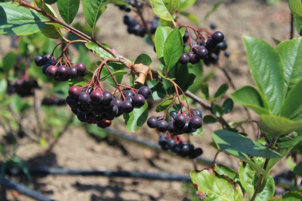 SAMSUN'UN ÇARŞAMBA OVASI'NDA GELECEĞİN GÖZDE MEYVESİ ARONYA YETİŞTİRİCİLİĞİ YAYGINLAŞIYOR