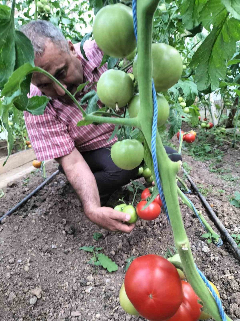 GİRESUN'UN YAVUZKEMAL BELDESİNDE 