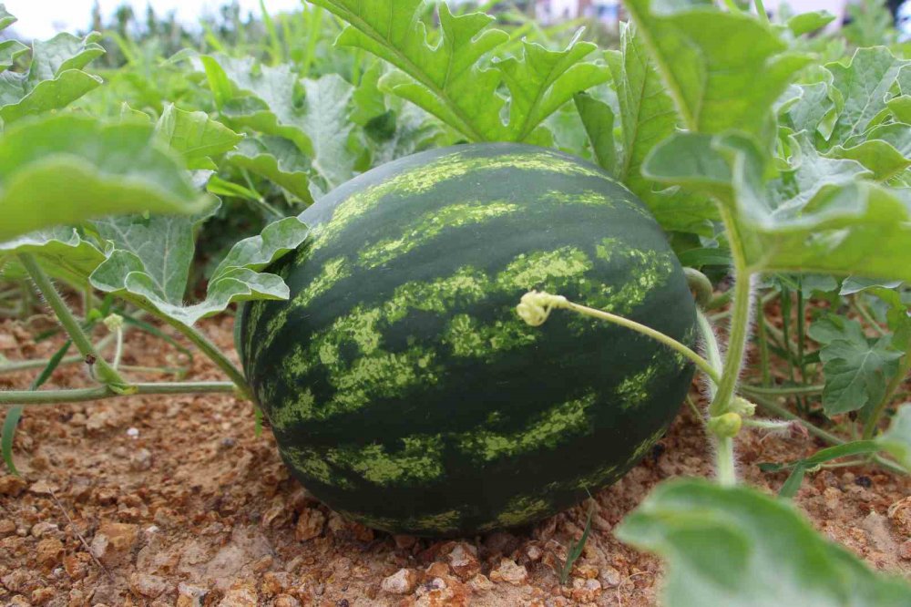 TRABZON'DA 13 YIL ÖNCE ÜRETİMİNE BAŞLANAN VE AROMA BAKIMINDA OLDUKÇA YOĞUN İLGİ GÖREN YALINCAK KARPUZU ZARARLI BÖCEK TÜRLERİ VE ÜRETİM SAHALARINDAKİ KÜÇÜLME NEDENİYLE TEHLİKE ALTINA GİREREK ÜRETİM 50 TONA DÜŞTÜ