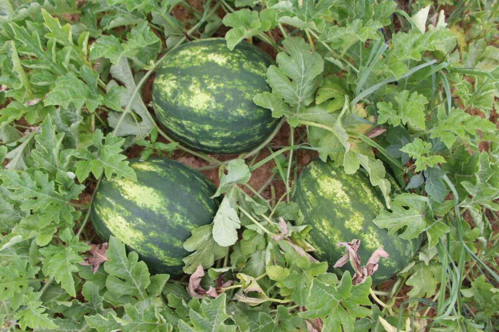 TRABZON'DA 13 YIL ÖNCE ÜRETİMİNE BAŞLANAN VE AROMA BAKIMINDA OLDUKÇA YOĞUN İLGİ GÖREN YALINCAK KARPUZU ZARARLI BÖCEK TÜRLERİ VE ÜRETİM SAHALARINDAKİ KÜÇÜLME NEDENİYLE TEHLİKE ALTINA GİREREK ÜRETİM 50 TONA DÜŞTÜ