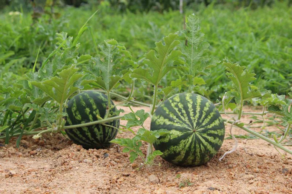 TRABZON'DA 13 YIL ÖNCE ÜRETİMİNE BAŞLANAN VE AROMA BAKIMINDA OLDUKÇA YOĞUN İLGİ GÖREN YALINCAK KARPUZU ZARARLI BÖCEK TÜRLERİ VE ÜRETİM SAHALARINDAKİ KÜÇÜLME NEDENİYLE TEHLİKE ALTINA GİREREK ÜRETİM 50 TONA DÜŞTÜ