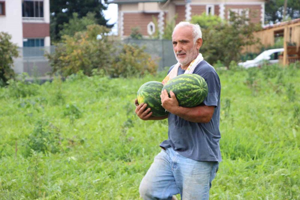 TRABZON'DA 13 YIL ÖNCE ÜRETİMİNE BAŞLANAN VE AROMA BAKIMINDA OLDUKÇA YOĞUN İLGİ GÖREN YALINCAK KARPUZU ZARARLI BÖCEK TÜRLERİ VE ÜRETİM SAHALARINDAKİ KÜÇÜLME NEDENİYLE TEHLİKE ALTINA GİREREK ÜRETİM 50 TONA DÜŞTÜ