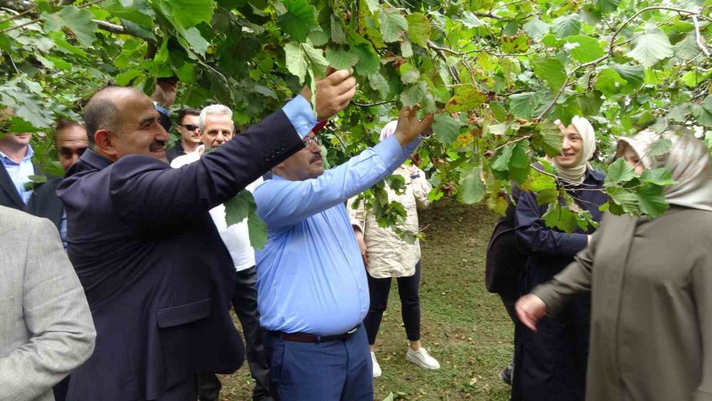 TRABZON'UN İLK VE TEK COĞRAFİ İŞARETLİ FINDIĞI OLAN VE İSMİNİ ÜRETİLDİĞİ ARSİN İLÇESİNDEN ALAN ARŞİN FOŞA FINDIĞI'NIN HASADI BUGÜN DÜZENLENEN TÖRENLE BAŞLADI