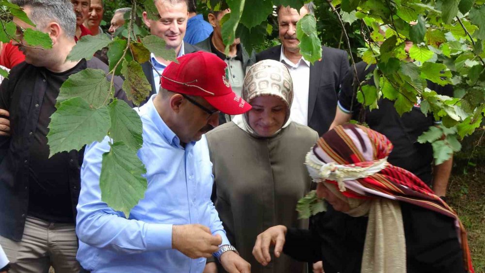 TRABZON'UN İLK VE TEK COĞRAFİ İŞARETLİ FINDIĞI OLAN VE İSMİNİ ÜRETİLDİĞİ ARSİN İLÇESİNDEN ALAN ARŞİN FOŞA FINDIĞI'NIN HASADI BUGÜN DÜZENLENEN TÖRENLE BAŞLADI