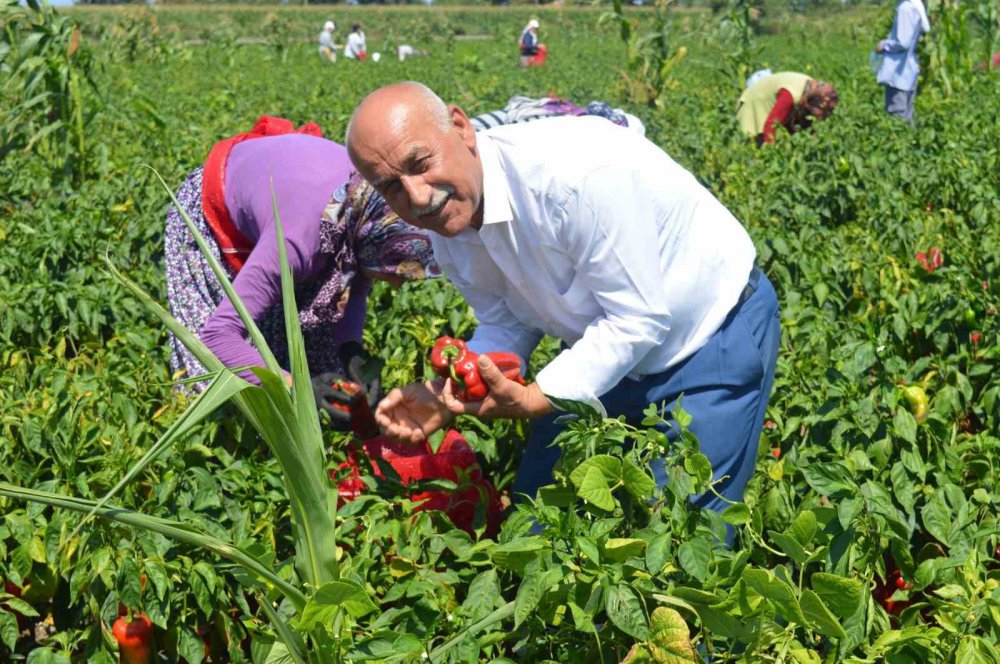 SAMSUN'UN BAFRA OVASI'NDA YETİŞTİRİLEN VE YÜZDE 70 SALÇA VERİMİ OLAN KAPYA BİBERDE HASAT BAŞLADI