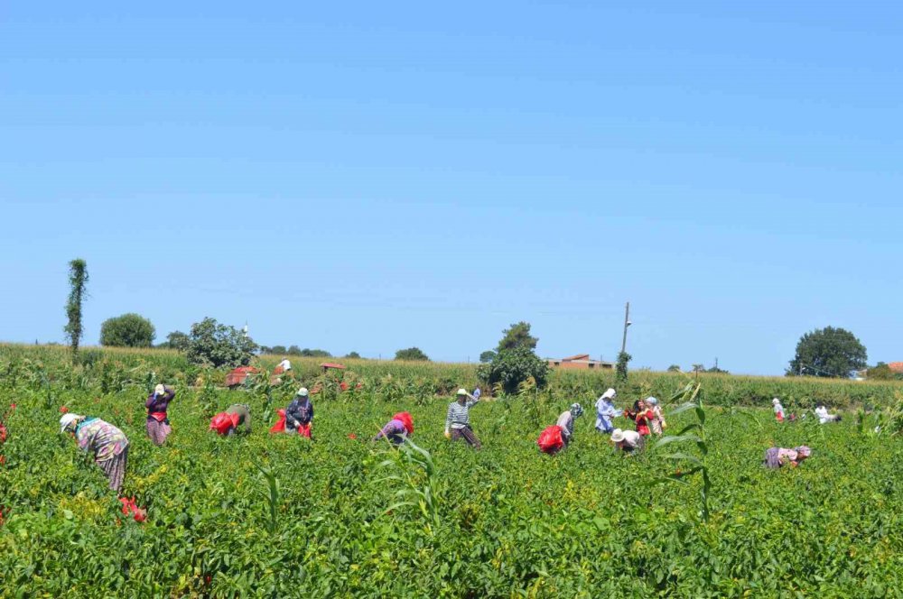 SAMSUN'UN BAFRA OVASI'NDA YETİŞTİRİLEN VE YÜZDE 70 SALÇA VERİMİ OLAN KAPYA BİBERDE HASAT BAŞLADI
