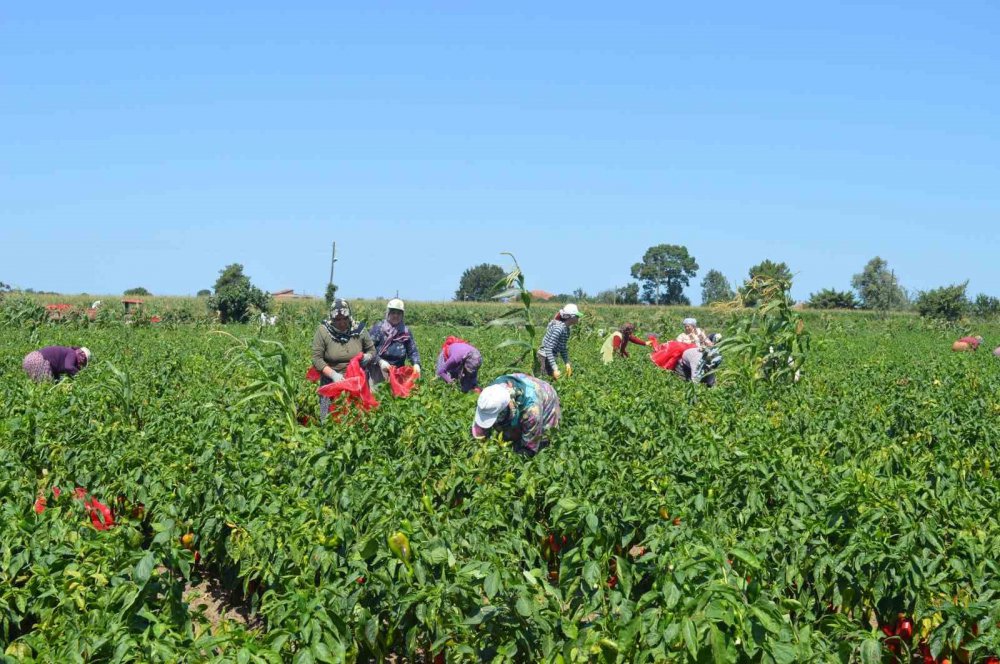 SAMSUN'UN BAFRA OVASI'NDA YETİŞTİRİLEN VE YÜZDE 70 SALÇA VERİMİ OLAN KAPYA BİBERDE HASAT BAŞLADI