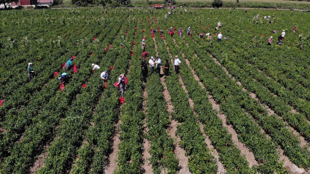 SAMSUN'UN BAFRA OVASI'NDA YETİŞTİRİLEN VE YÜZDE 70 SALÇA VERİMİ OLAN KAPYA BİBERDE HASAT BAŞLADI