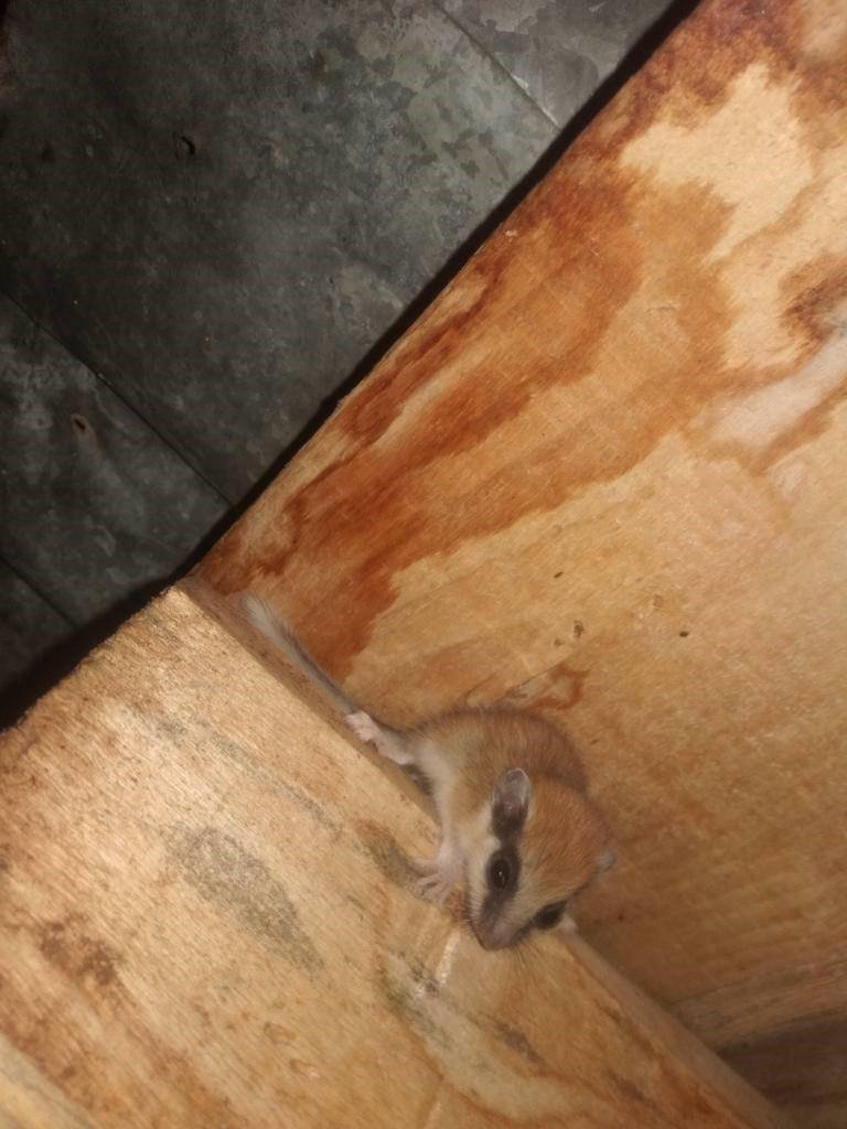 NESLİ TÜKENME TEHLİKESİ ALTINDA OLAN GÖRÜNÜŞ İTİBARİYLE FAREYİ ANIMSATAN ARAP TAVŞANI, BAYBURT'UN AYDINTEPE İLÇESİNE BAĞLI SIRATAŞLAR KÖYÜNDE GÖRÜLDÜ