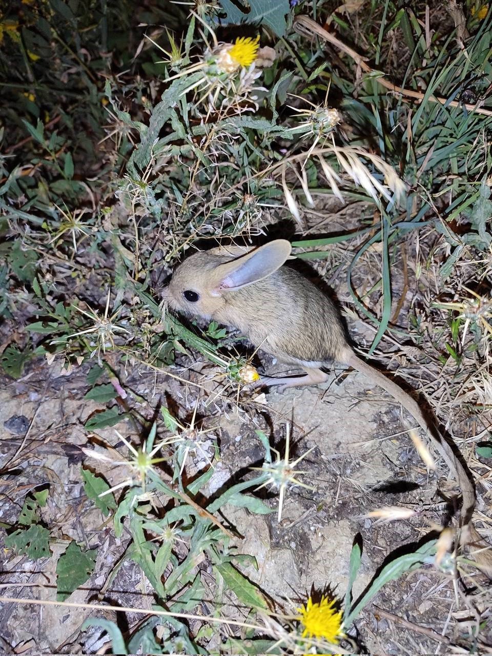 NESLİ TÜKENME TEHLİKESİ ALTINDA OLAN GÖRÜNÜŞ İTİBARİYLE FAREYİ ANIMSATAN ARAP TAVŞANI, BAYBURT'UN AYDINTEPE İLÇESİNE BAĞLI SIRATAŞLAR KÖYÜNDE GÖRÜLDÜ