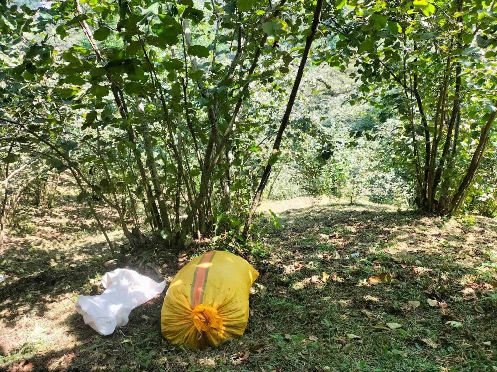 ORDU'DA FINDIK HASADININ BAŞLAMASI İLE BAHÇELERİNDE FINDIK TOPLAYAN ÜRETİCİLERİ BUGÜNLERDE EN ÇOK SICAK HAVA ZORLUYOR