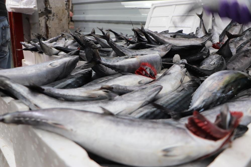 SAMSUN BÖLGESİ SU ÜRÜNLERİ KOOPERATİFLERİ BİRLİĞİ BAŞKANI ATIF MALKOÇ, BU YIL KARADENİZ'DE PALAMUT OLMADIĞINI AMA HAMSİNİN BOL OLDUĞUNU SÖYLEDİ