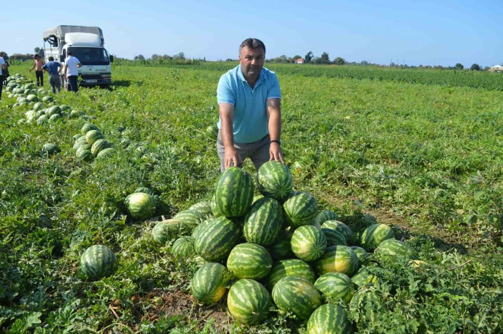 SAMSUN'UN BAFRA OVASI'NIN BEREKETLİ TOPRAKLARINDA YETİŞEN TADI, LEZZETİ VE KALİTESİYLE ÜN SALAN BAFRA KARPUZUNUN HASADINDA SONA GELİNDİ