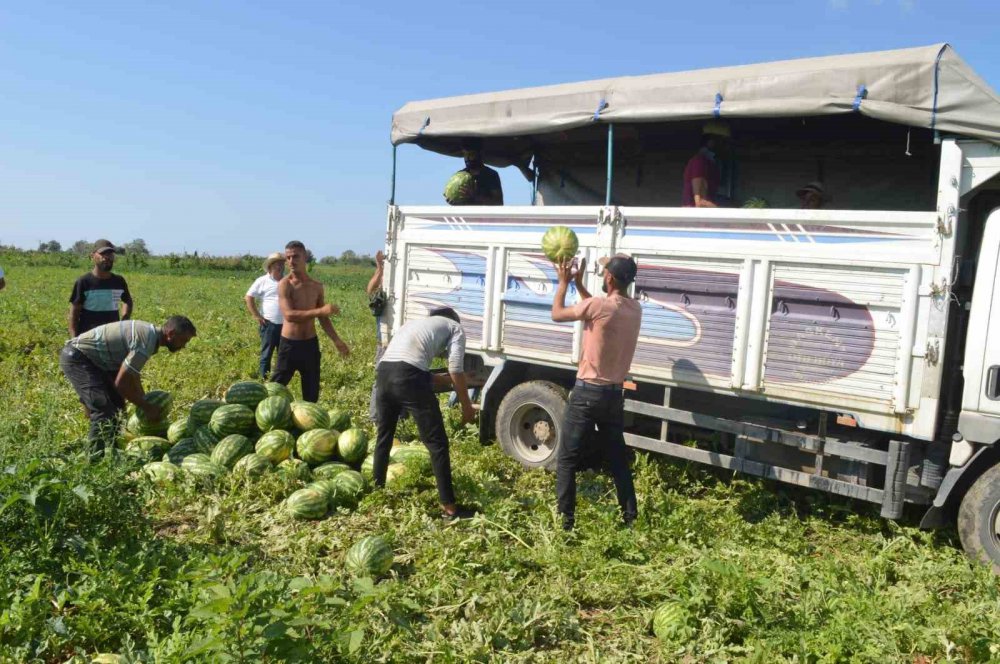 SAMSUN'UN BAFRA OVASI'NIN BEREKETLİ TOPRAKLARINDA YETİŞEN TADI, LEZZETİ VE KALİTESİYLE ÜN SALAN BAFRA KARPUZUNUN HASADINDA SONA GELİNDİ