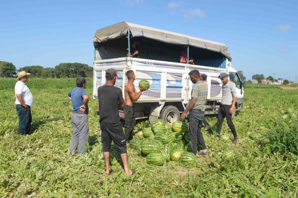 SAMSUN'UN BAFRA OVASI'NIN BEREKETLİ TOPRAKLARINDA YETİŞEN TADI, LEZZETİ VE KALİTESİYLE ÜN SALAN BAFRA KARPUZUNUN HASADINDA SONA GELİNDİ
