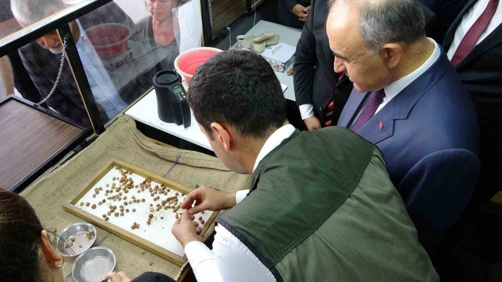 TOPRAK MAHSULLERİ OFİSİ'NCE  ORDU'DA YENİ SEZON FINDIK ALIMINA BAŞLANDI. 55 RANDIMAN GELEN İLK FINDIK 90 LİRADAN ALINIRKEN, ÜRETİCİLER FİYATTAN MEMNUN OLDUKLARINI BELİRTTİ