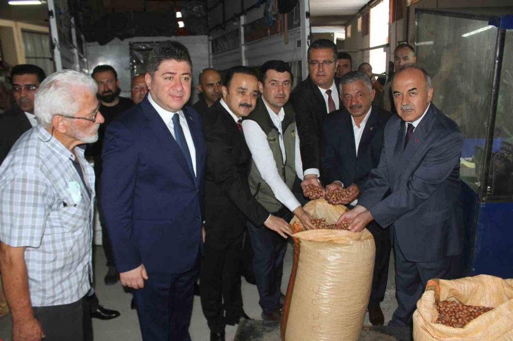 TOPRAK MAHSULLERİ OFİSİ'NCE  ORDU'DA YENİ SEZON FINDIK ALIMINA BAŞLANDI. 55 RANDIMAN GELEN İLK FINDIK 90 LİRADAN ALINIRKEN, ÜRETİCİLER FİYATTAN MEMNUN OLDUKLARINI BELİRTTİ