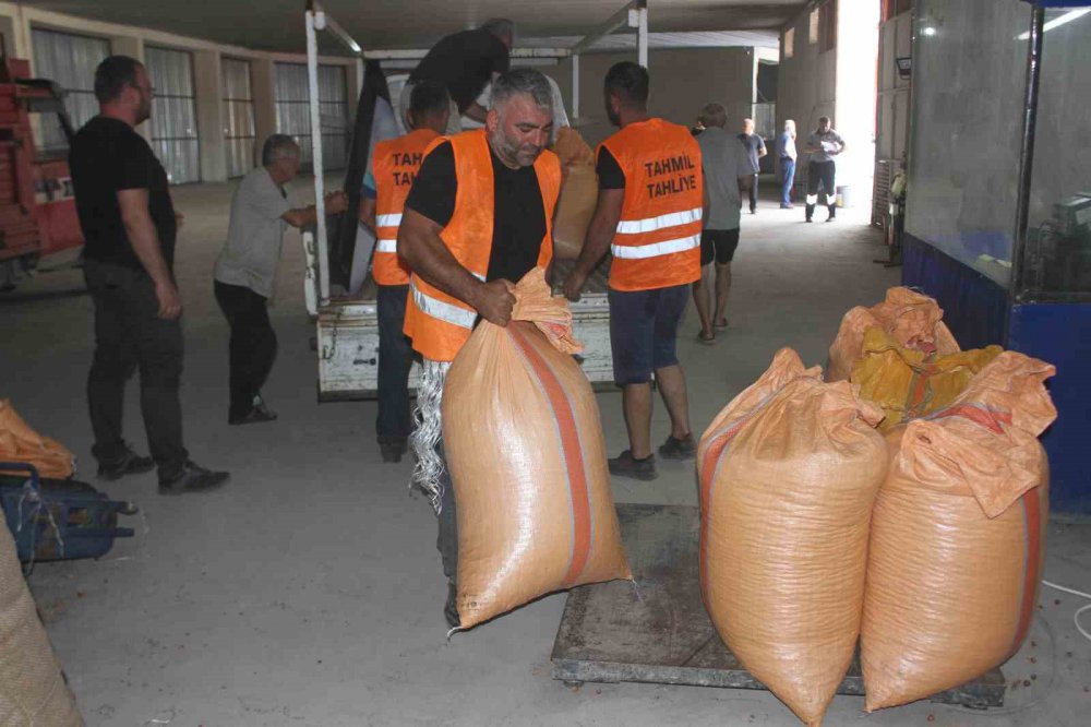 TOPRAK MAHSULLERİ OFİSİ'NCE  ORDU'DA YENİ SEZON FINDIK ALIMINA BAŞLANDI. 55 RANDIMAN GELEN İLK FINDIK 90 LİRADAN ALINIRKEN, ÜRETİCİLER FİYATTAN MEMNUN OLDUKLARINI BELİRTTİ