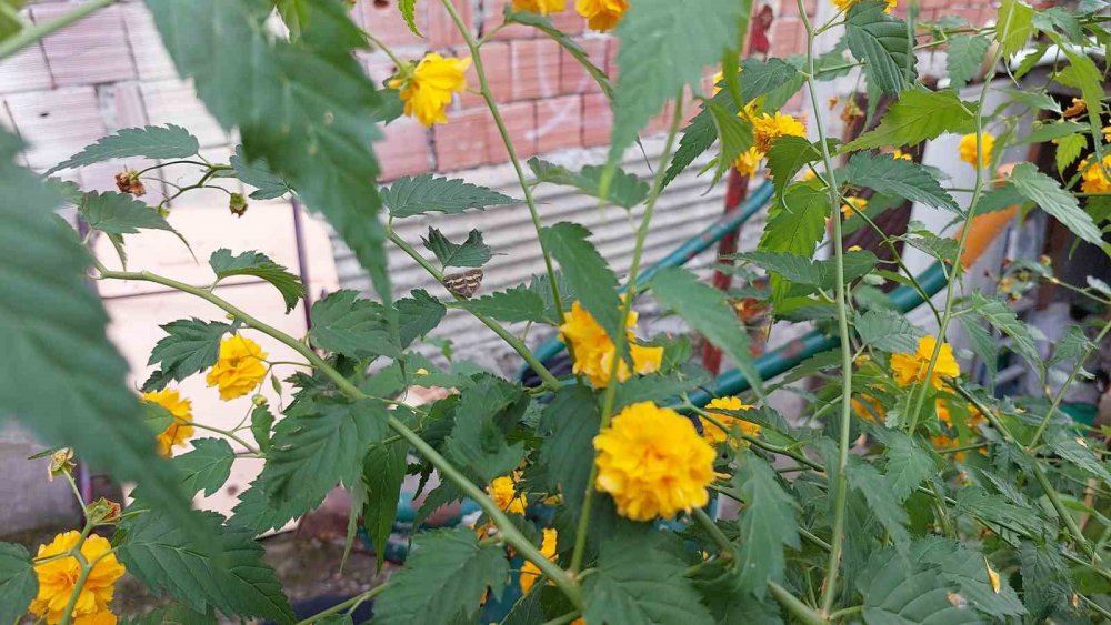 İLK KEZ 2008 YILINDA GÖRÜLEN "VAMPİR KELEBEK" OLARAK ADLANDIRILAN RİCANİA SİMULANS SON 2 YILDIR BAHÇELERDE GÖZÜKMEMESİNİN ARDINDAN BU YAZ SICAKLIKLARIN ARTMASI İLE YENİDEN KENDİNİ GÖSTERMEYE BAŞLADI