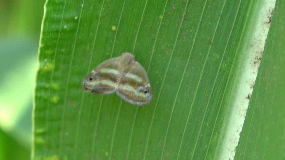 İLK KEZ 2008 YILINDA GÖRÜLEN "VAMPİR KELEBEK" OLARAK ADLANDIRILAN RİCANİA SİMULANS SON 2 YILDIR BAHÇELERDE GÖZÜKMEMESİNİN ARDINDAN BU YAZ SICAKLIKLARIN ARTMASI İLE YENİDEN KENDİNİ GÖSTERMEYE BAŞLADI