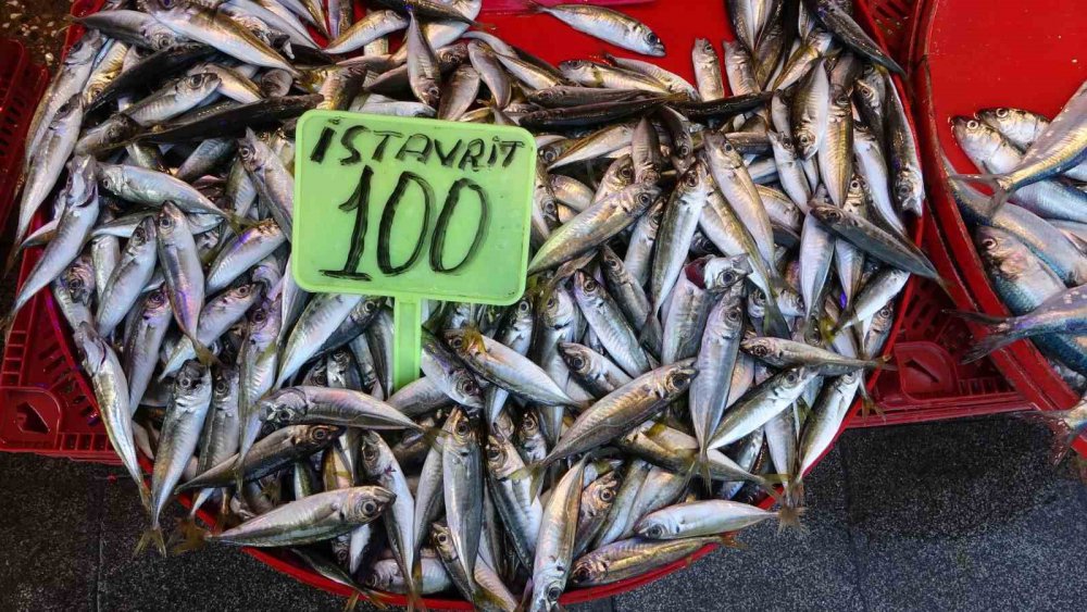 DENİZLERDE AV YASAĞININ 1 EYLÜL İTİBARİYLE SONA ERMESİYLE TRABZON’LU BALIKÇILAR "VİRA BİSMİLLAH" DİYEREK DENİZE AÇILDI. TEKNELER AĞIRLIKLI OLARAK KG FİYATI 100 TL’DEN SATILAN İSTAVRİT AVLARKEN, PALAMUT TUTULAMADI