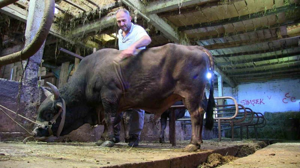 ARTVİN'DE BOĞACILIKLA UĞRAŞAN EBUBEKİR KAMBUR, BİRÇOK ŞAMPİYONLUKLARI BULUNAN 24 YAŞINDAKİ "ŞİMŞEK" İSİMLİ BOĞASINA GÖZÜ GİBİ BAKIYOR.24 YAŞINDAKİ ŞAMPİYON BOĞA SAHİBİ NE DERSE ANLIYOR