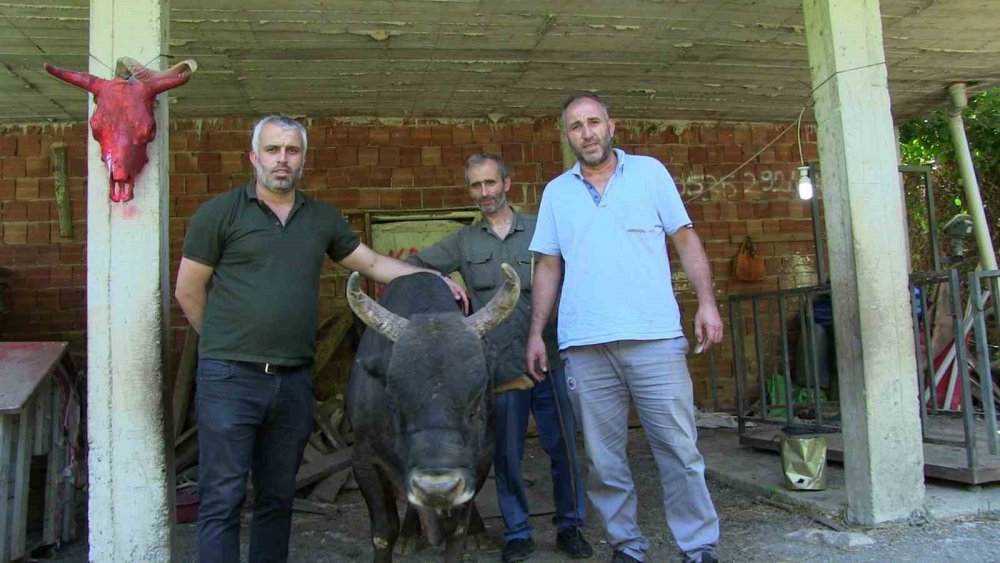 ARTVİN'DE BOĞACILIKLA UĞRAŞAN EBUBEKİR KAMBUR, BİRÇOK ŞAMPİYONLUKLARI BULUNAN 24 YAŞINDAKİ "ŞİMŞEK" İSİMLİ BOĞASINA GÖZÜ GİBİ BAKIYOR.24 YAŞINDAKİ ŞAMPİYON BOĞA SAHİBİ NE DERSE ANLIYOR
