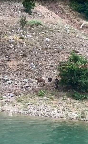 ARTVİN'DE ÇORUH NEHRİ VE BORÇKA BARAJ GÖLÜ HAVAZASINDA DÜZENLENEN TEKNE TURLARI HAYVANAT BAHÇESİ TURLARINI ARATMIYOR