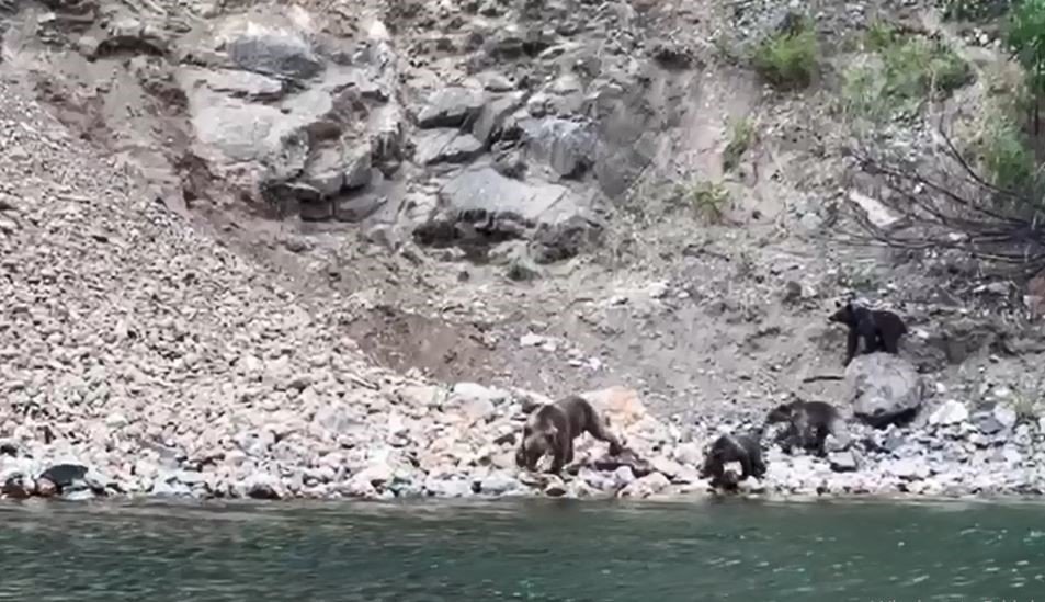 ARTVİN'DE ÇORUH NEHRİ VE BORÇKA BARAJ GÖLÜ HAVAZASINDA DÜZENLENEN TEKNE TURLARI HAYVANAT BAHÇESİ TURLARINI ARATMIYOR