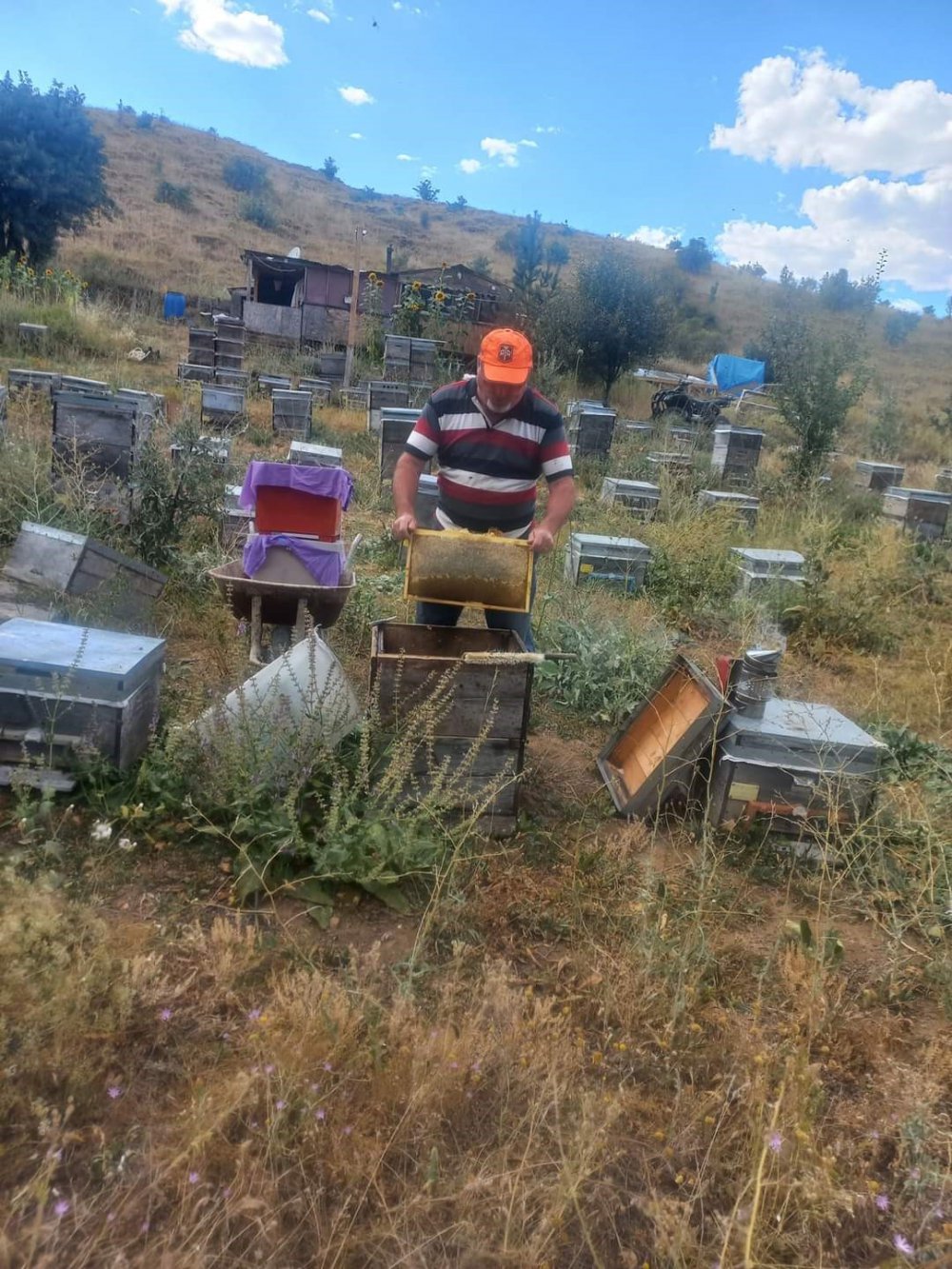 KARADENİZ BÖLGESİ'NDE BU YIL KESTANE BALI ÜRETİMİNDE AKDENİZ'DEN BÖLGEYE GELDİĞİ BELİRLENEN "GAL ARISI" ZARARLISININ KESTANE AĞAÇLARINA ZARAR VERMESİ VE YAĞMURLARIN DA ÇOK OLMASI NEDENİYLE BÜYÜK DÜŞÜŞ YAŞANDI