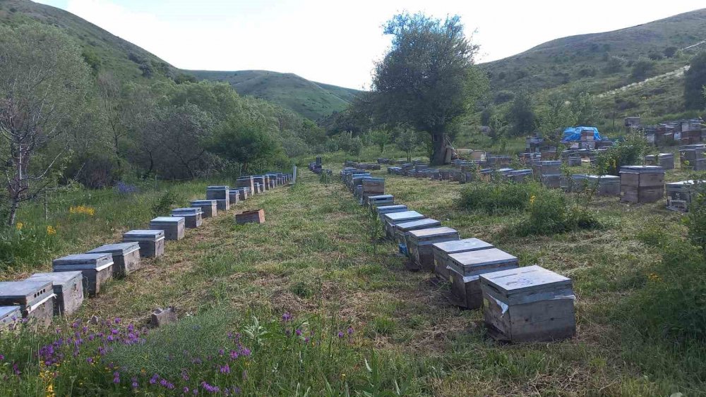 KARADENİZ BÖLGESİ'NDE BU YIL KESTANE BALI ÜRETİMİNDE AKDENİZ'DEN BÖLGEYE GELDİĞİ BELİRLENEN "GAL ARISI" ZARARLISININ KESTANE AĞAÇLARINA ZARAR VERMESİ VE YAĞMURLARIN DA ÇOK OLMASI NEDENİYLE BÜYÜK DÜŞÜŞ YAŞANDI