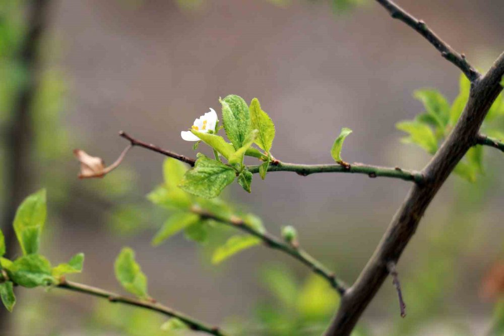GÜMÜŞHANE'DE YAZ AYINDA MEYVESİ YENEN FAKAT DAHA SONRA YAPRAKLARI DÖKÜLEN ERİK AĞACI EYLÜL AYININ ORTASINDA YENİDEN YAPRAK VERDİ, ÇİÇEK AÇTI