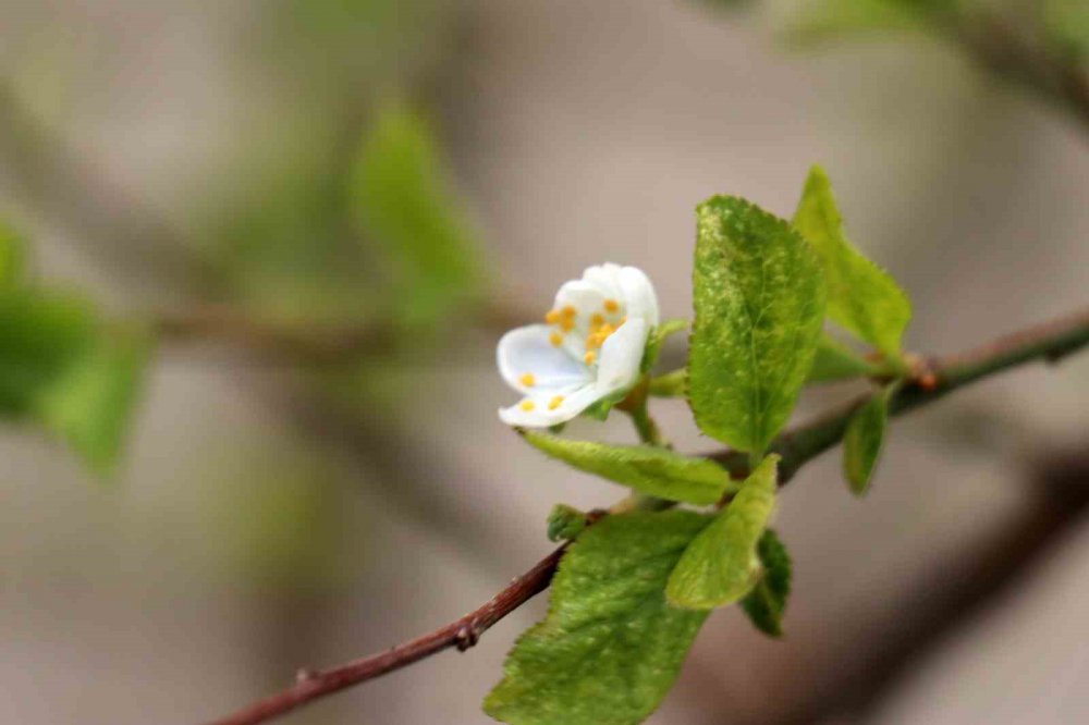 GÜMÜŞHANE'DE YAZ AYINDA MEYVESİ YENEN FAKAT DAHA SONRA YAPRAKLARI DÖKÜLEN ERİK AĞACI EYLÜL AYININ ORTASINDA YENİDEN YAPRAK VERDİ, ÇİÇEK AÇTI