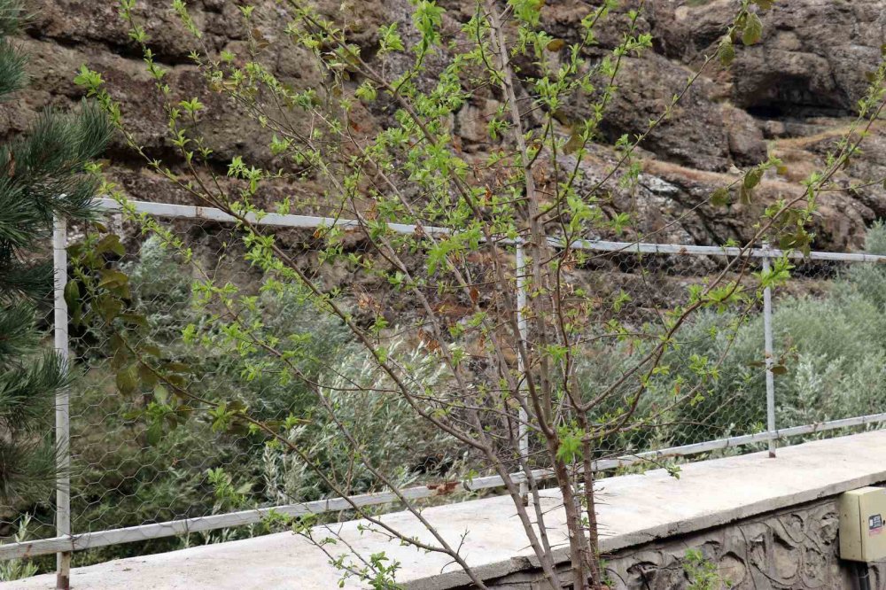 GÜMÜŞHANE'DE YAZ AYINDA MEYVESİ YENEN FAKAT DAHA SONRA YAPRAKLARI DÖKÜLEN ERİK AĞACI EYLÜL AYININ ORTASINDA YENİDEN YAPRAK VERDİ, ÇİÇEK AÇTI
