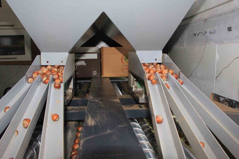 KARADENİZ BÖLGESİ'NDE AĞUSTOS AYINDA BAŞLAYAN TOPLAMA İŞLEMİNİN ARDINDAN KURUTULAN FINDIKLAR ŞİMDİLERDE KIRILARAK KAVURULUYOR