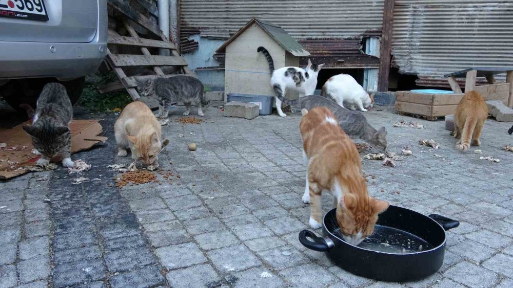 ORDU'DA YAŞAYAN AYLA GÖZÜKAN, 19 YILDIR HER GÜN DÜZENLİ OLARAK SOKAK KEDİLERİNİ BESLİYOR, KEDİLERİ İÇİN DAİRESİNDEN TAŞINMADIĞINI BELİRTİYOR
