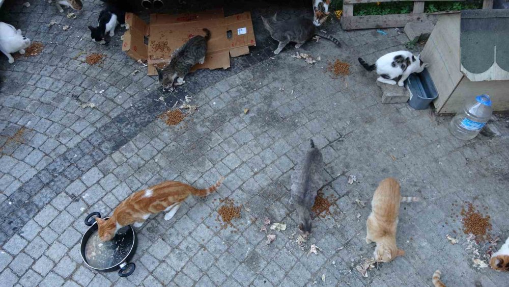 ORDU'DA YAŞAYAN AYLA GÖZÜKAN, 19 YILDIR HER GÜN DÜZENLİ OLARAK SOKAK KEDİLERİNİ BESLİYOR, KEDİLERİ İÇİN DAİRESİNDEN TAŞINMADIĞINI BELİRTİYOR