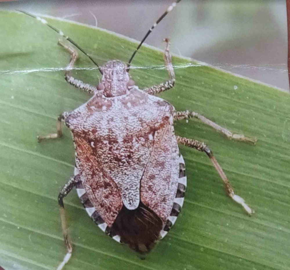 FINDIKTA ÖNEMLİ ZARARLARA YOL AÇAN HALK ARASINDA "DRAKULA" OLARAK BİLİNEN TURUNÇGİL UZUN ANTENLİ TEKE BÖCEĞİ İLE TEHDİDİN ŞU AN İÇİN SÖZ KONUSU OLMADIĞI BELİRTİLDİ