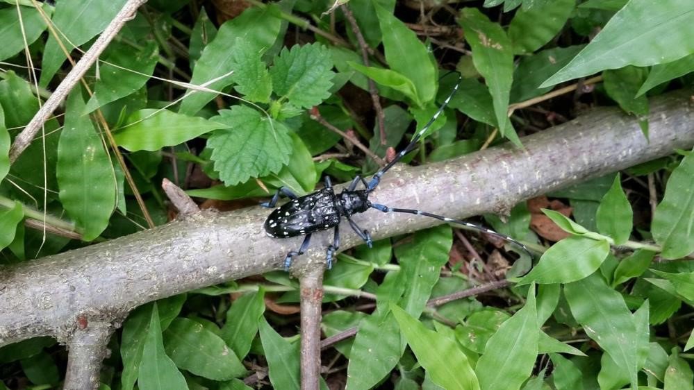 FINDIKTA ÖNEMLİ ZARARLARA YOL AÇAN HALK ARASINDA "DRAKULA" OLARAK BİLİNEN TURUNÇGİL UZUN ANTENLİ TEKE BÖCEĞİ İLE TEHDİDİN ŞU AN İÇİN SÖZ KONUSU OLMADIĞI BELİRTİLDİ