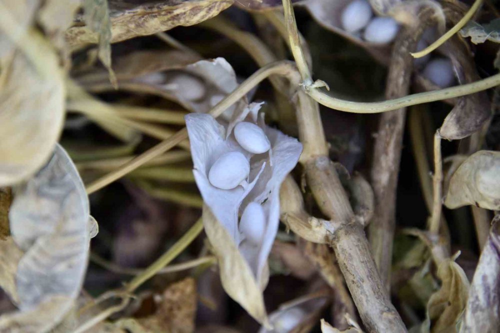 GÜMÜŞHANE'NİN YUKARI FIRAT HAVZASINDA ÜRETİLEN DÜNYACA ÜNLÜ ŞEKER FASULYESİNİN KÖSE İLÇESİNDEKİ HASADI DEVAM EDİYOR