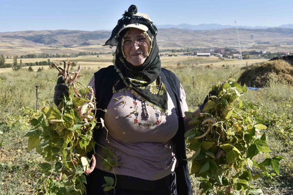 GÜMÜŞHANE'NİN YUKARI FIRAT HAVZASINDA ÜRETİLEN DÜNYACA ÜNLÜ ŞEKER FASULYESİNİN KÖSE İLÇESİNDEKİ HASADI DEVAM EDİYOR