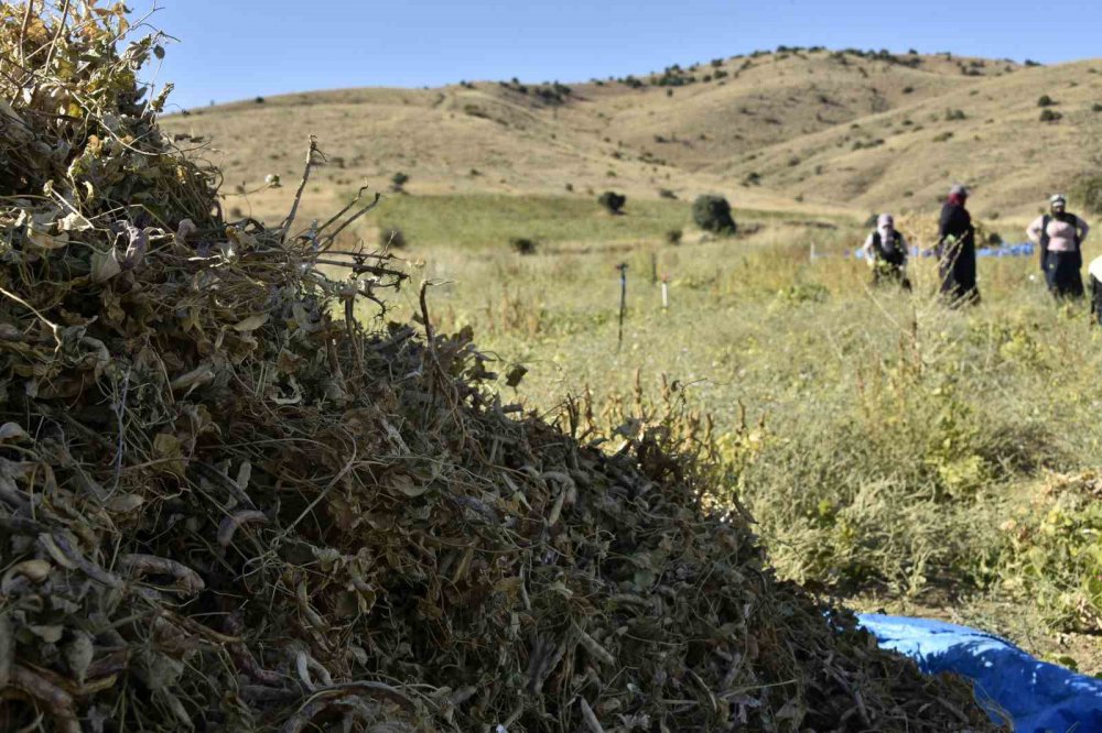 GÜMÜŞHANE'NİN YUKARI FIRAT HAVZASINDA ÜRETİLEN DÜNYACA ÜNLÜ ŞEKER FASULYESİNİN KÖSE İLÇESİNDEKİ HASADI DEVAM EDİYOR