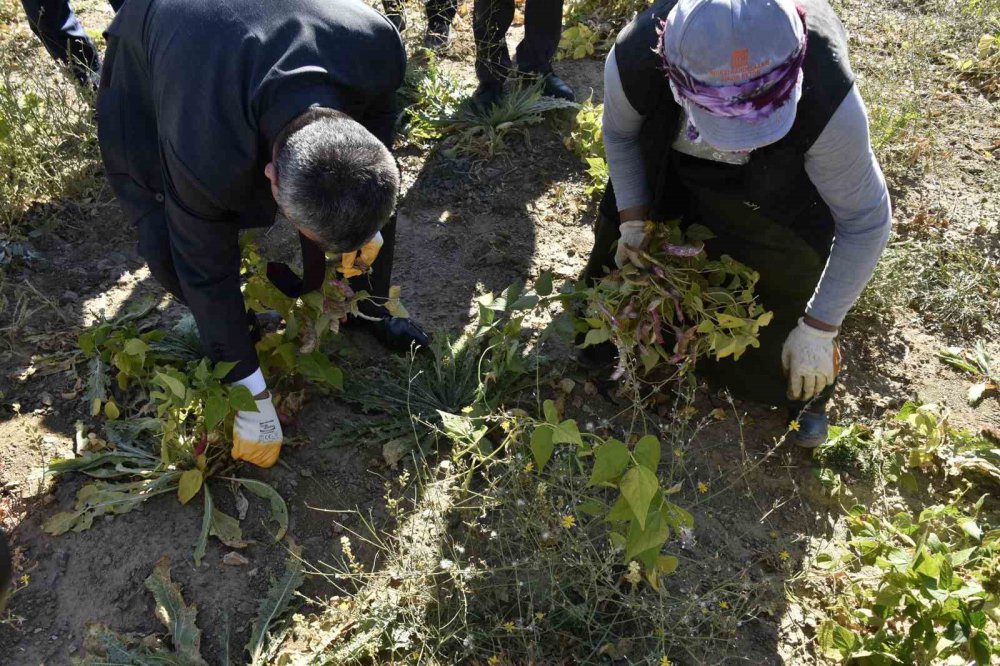 GÜMÜŞHANE'NİN YUKARI FIRAT HAVZASINDA ÜRETİLEN DÜNYACA ÜNLÜ ŞEKER FASULYESİNİN KÖSE İLÇESİNDEKİ HASADI DEVAM EDİYOR