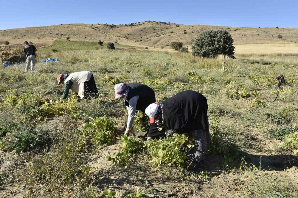 GÜMÜŞHANE'NİN YUKARI FIRAT HAVZASINDA ÜRETİLEN DÜNYACA ÜNLÜ ŞEKER FASULYESİNİN KÖSE İLÇESİNDEKİ HASADI DEVAM EDİYOR