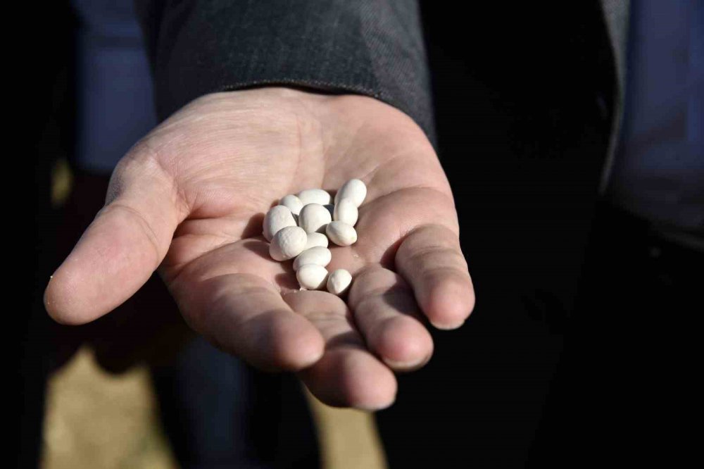 GÜMÜŞHANE'NİN YUKARI FIRAT HAVZASINDA ÜRETİLEN DÜNYACA ÜNLÜ ŞEKER FASULYESİNİN KÖSE İLÇESİNDEKİ HASADI DEVAM EDİYOR