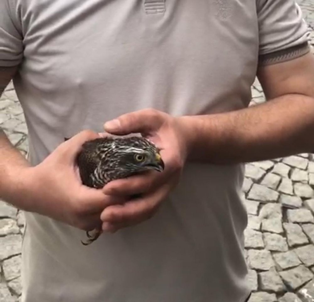 RİZE'DE AVLANMAK İÇİN YÜKSEK RAKIMLARDAN YOLA ÇIKAN ATMACA,  GÜVERCİNLERİN PEŞİNE TAKILIRKEN YANLIŞLIKLA BİR DÜKKANIN İÇİNE GİRDİ