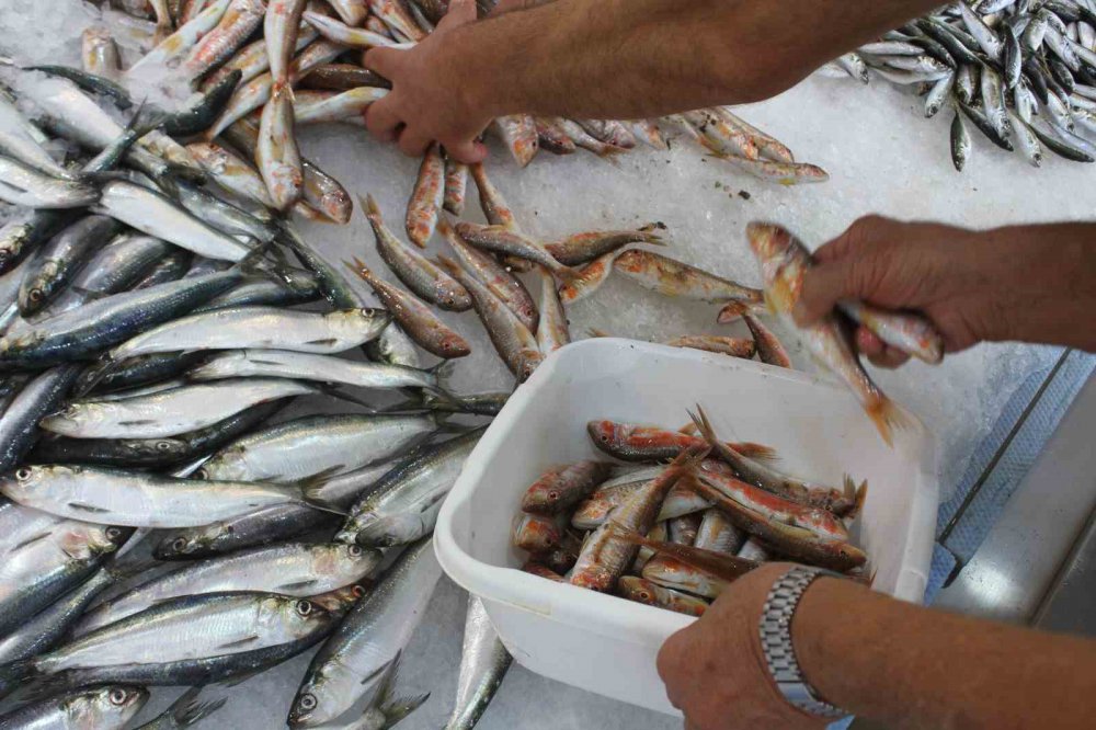 1 EYLÜL TARİHİNDE BAŞLAYAN AVLANMA SEZONUNUN ARDINDAN ORDU'DAKİ BALIKÇILARDA YOĞUNLUK YAŞANMAYA BAŞLADI. ORDULU BALIKÇILAR HAMSİDEN UMUTLU