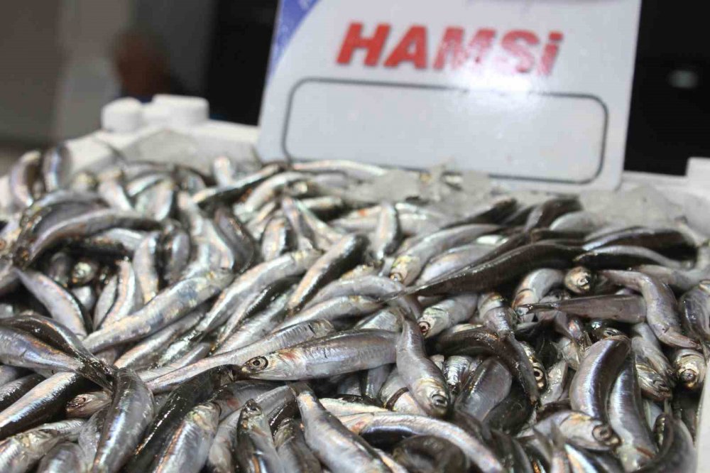 1 EYLÜL TARİHİNDE BAŞLAYAN AVLANMA SEZONUNUN ARDINDAN ORDU'DAKİ BALIKÇILARDA YOĞUNLUK YAŞANMAYA BAŞLADI. ORDULU BALIKÇILAR HAMSİDEN UMUTLU