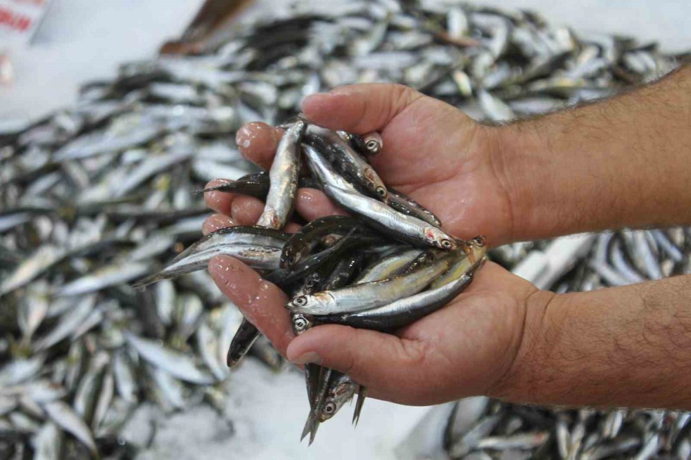 1 EYLÜL TARİHİNDE BAŞLAYAN AVLANMA SEZONUNUN ARDINDAN ORDU'DAKİ BALIKÇILARDA YOĞUNLUK YAŞANMAYA BAŞLADI. ORDULU BALIKÇILAR HAMSİDEN UMUTLU